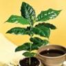 coffee plant